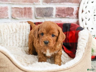 Cavapoo dogs Boone - Ad 17