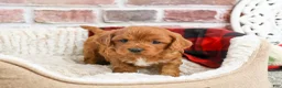 Cavapoo dogs for sale: Boone - Ad 5