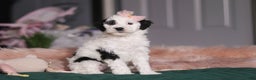 Miniature Poodle dogs for sale: Brianna - Ad 6
