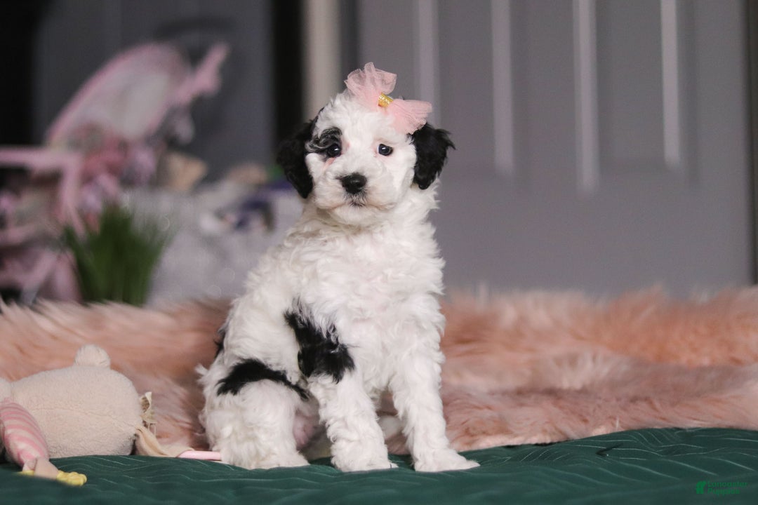 Miniature Poodle dogs for sale: Brianna - Ad 6