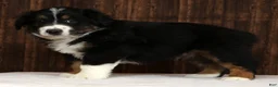 Miniature Australian Shepherd dogs for sale: Flash - Ad 7