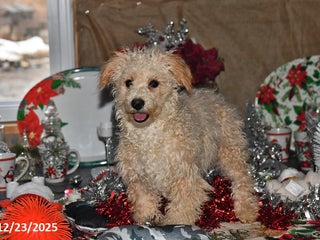 Bichpoo dogs Buster Brown - Ad 3