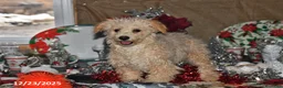 Bichpoo dogs for sale: Buster Brown - Ad 6