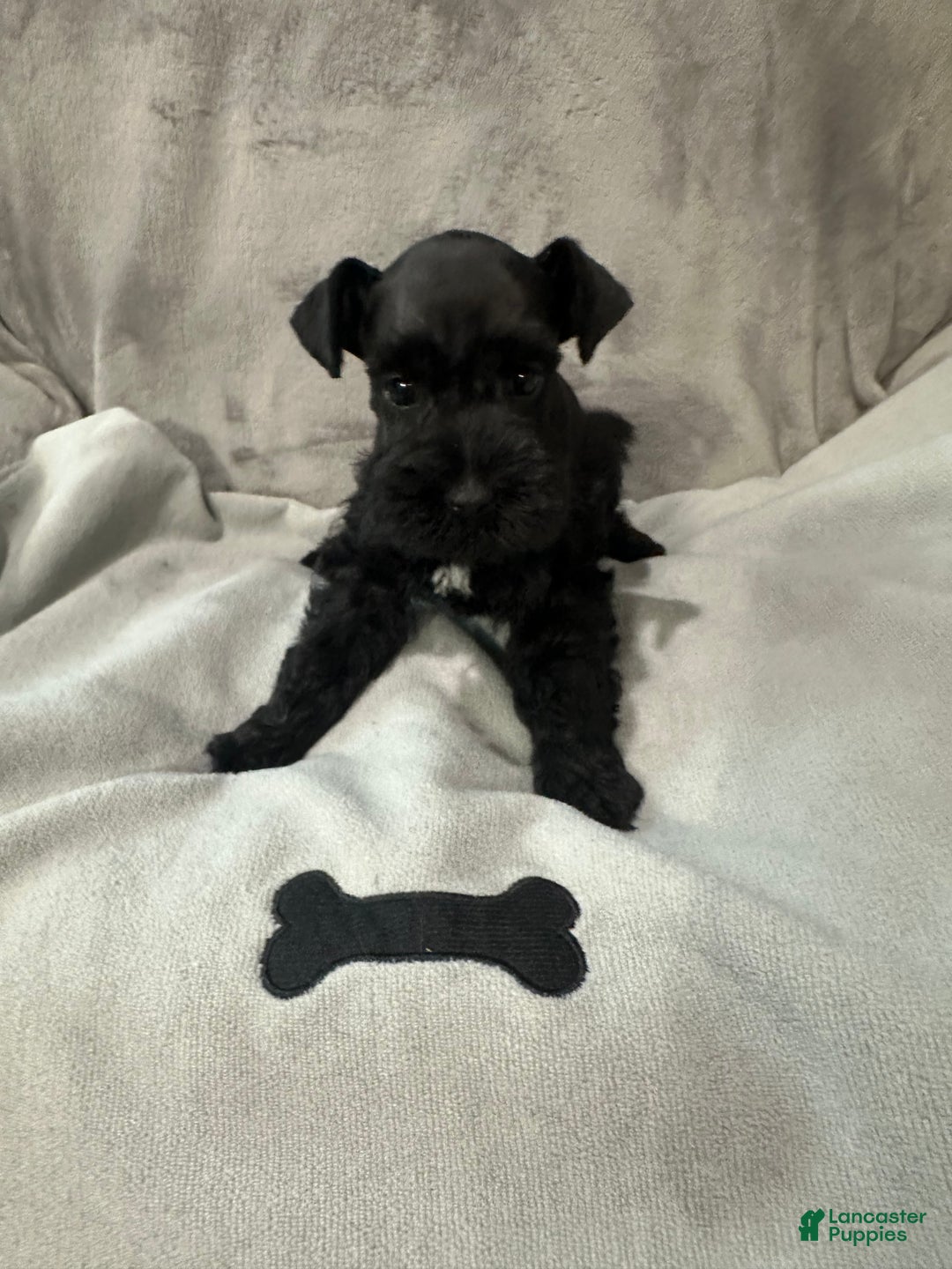 Miniature Schnauzer dogs for sale: Miles  - Ad 3
