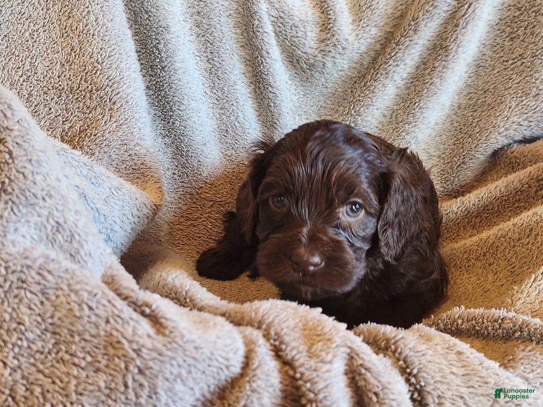 Mixed Breed dogs for sale: Logan - Ad 3