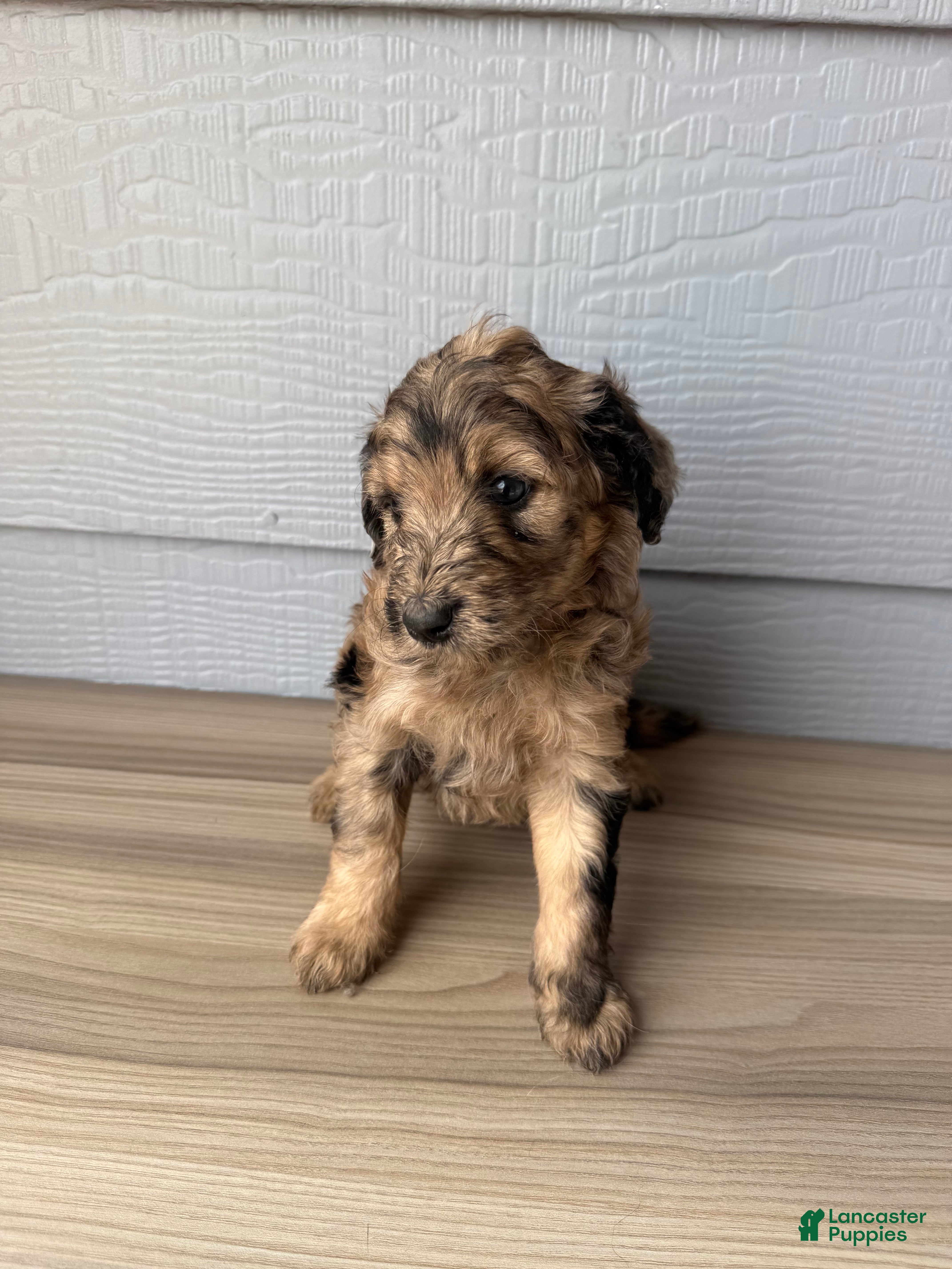 Aussiedoodle dogs Cornflower - Ad 15