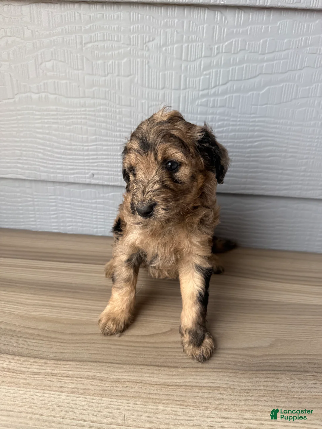 Aussiedoodle dogs for sale: Cornflower - Ad 1
