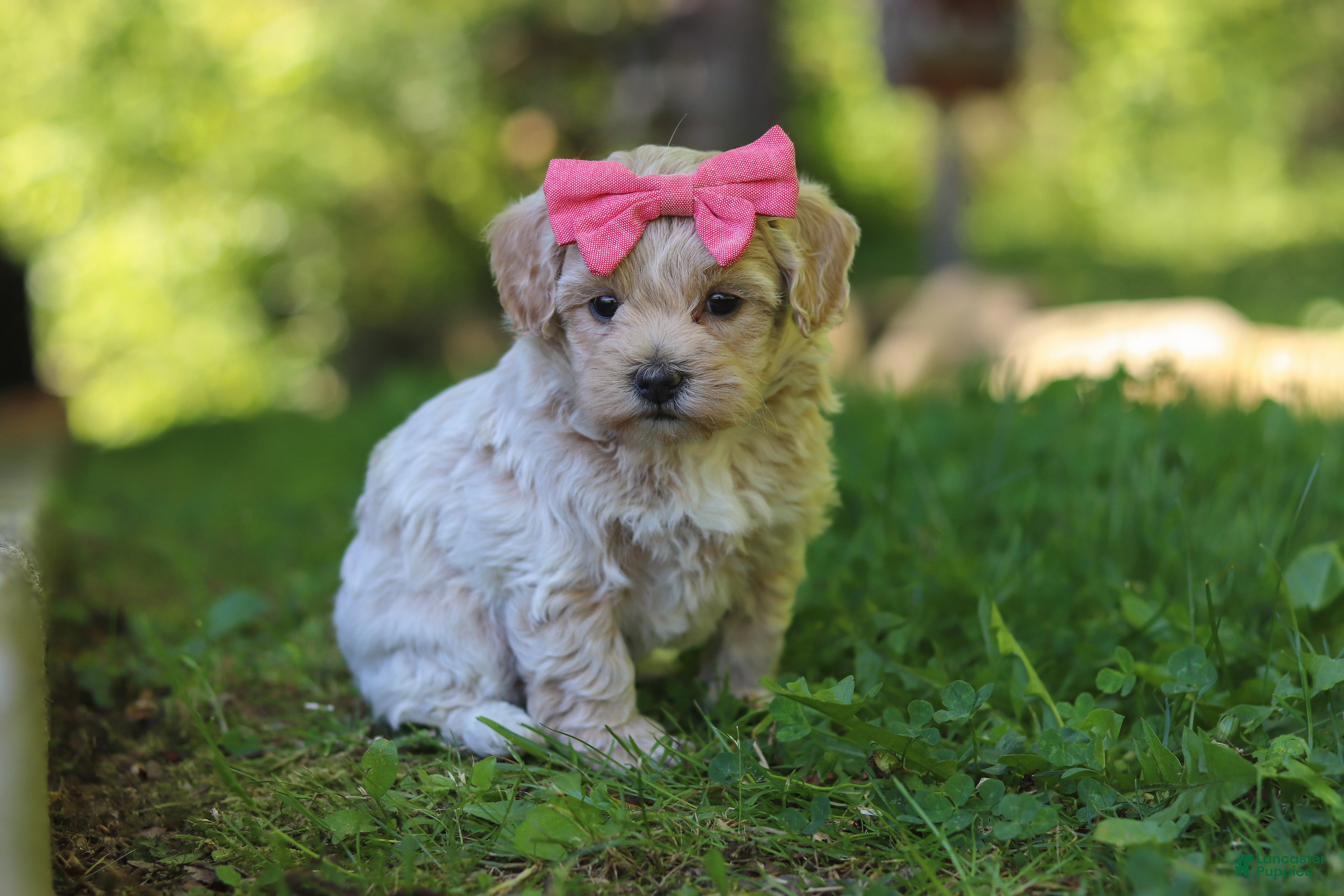 Maltipoo dogs for sale: Sage - Ad 2