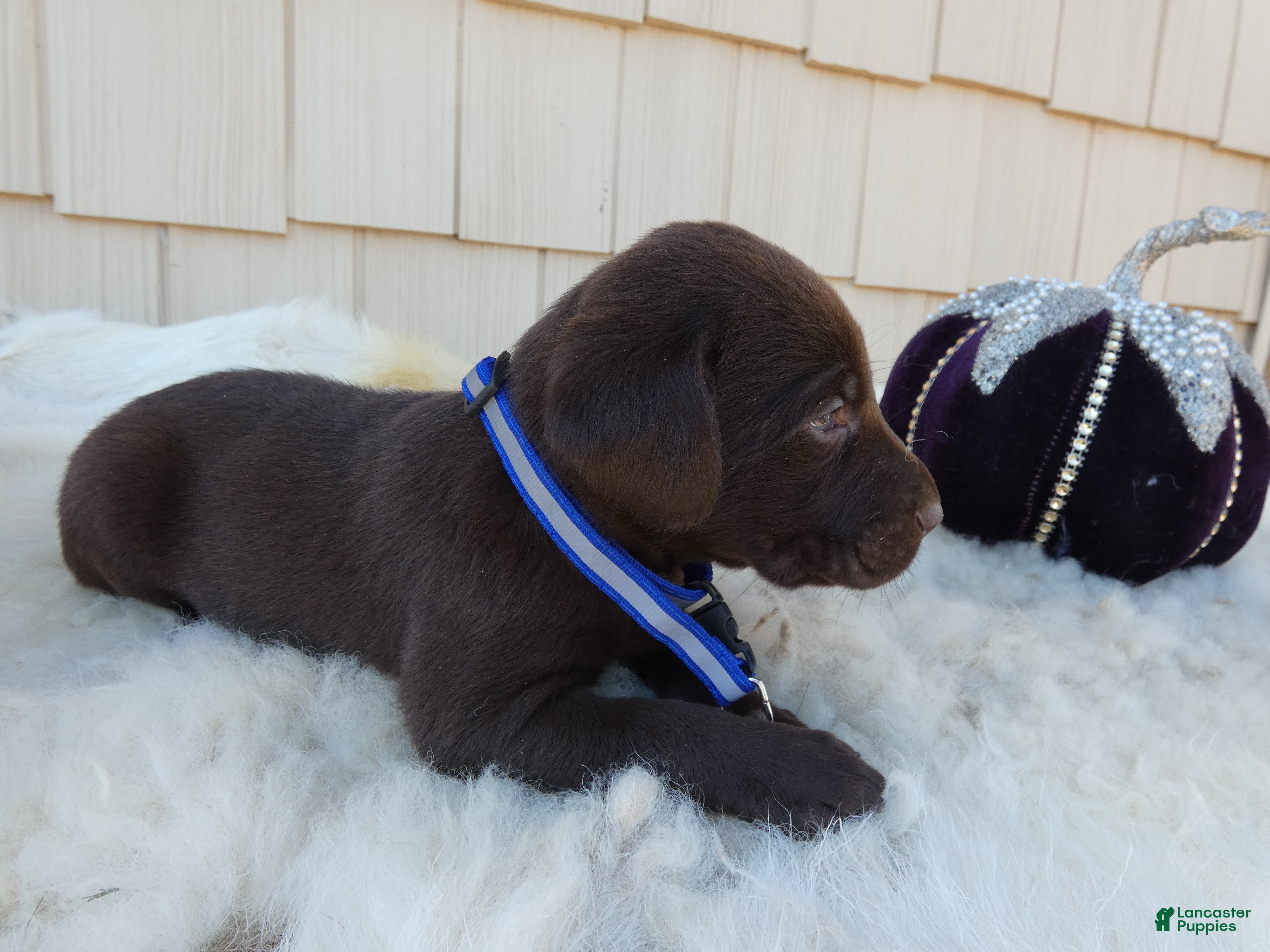 Labrador Retriever dogs for sale: Labrador Retriever 10 Wexford - Ad 2