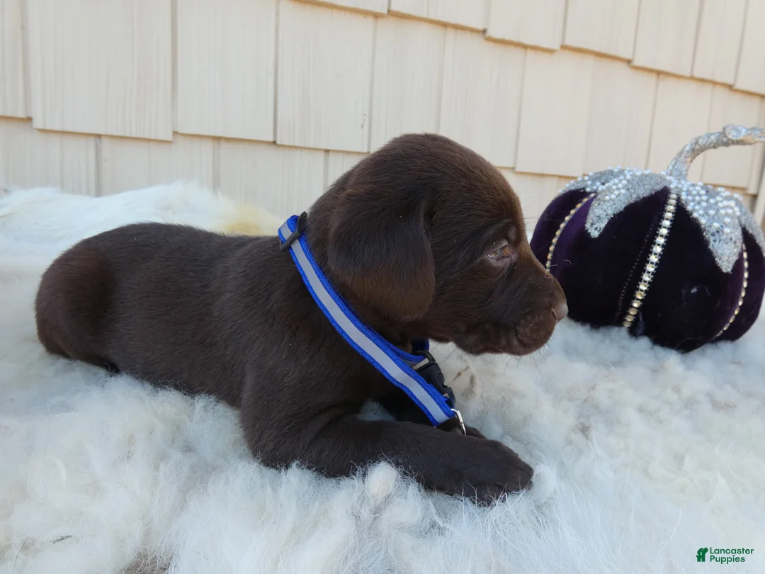 Labrador Retriever dogs for sale: Labrador Retriever 10 Wexford - Ad 1