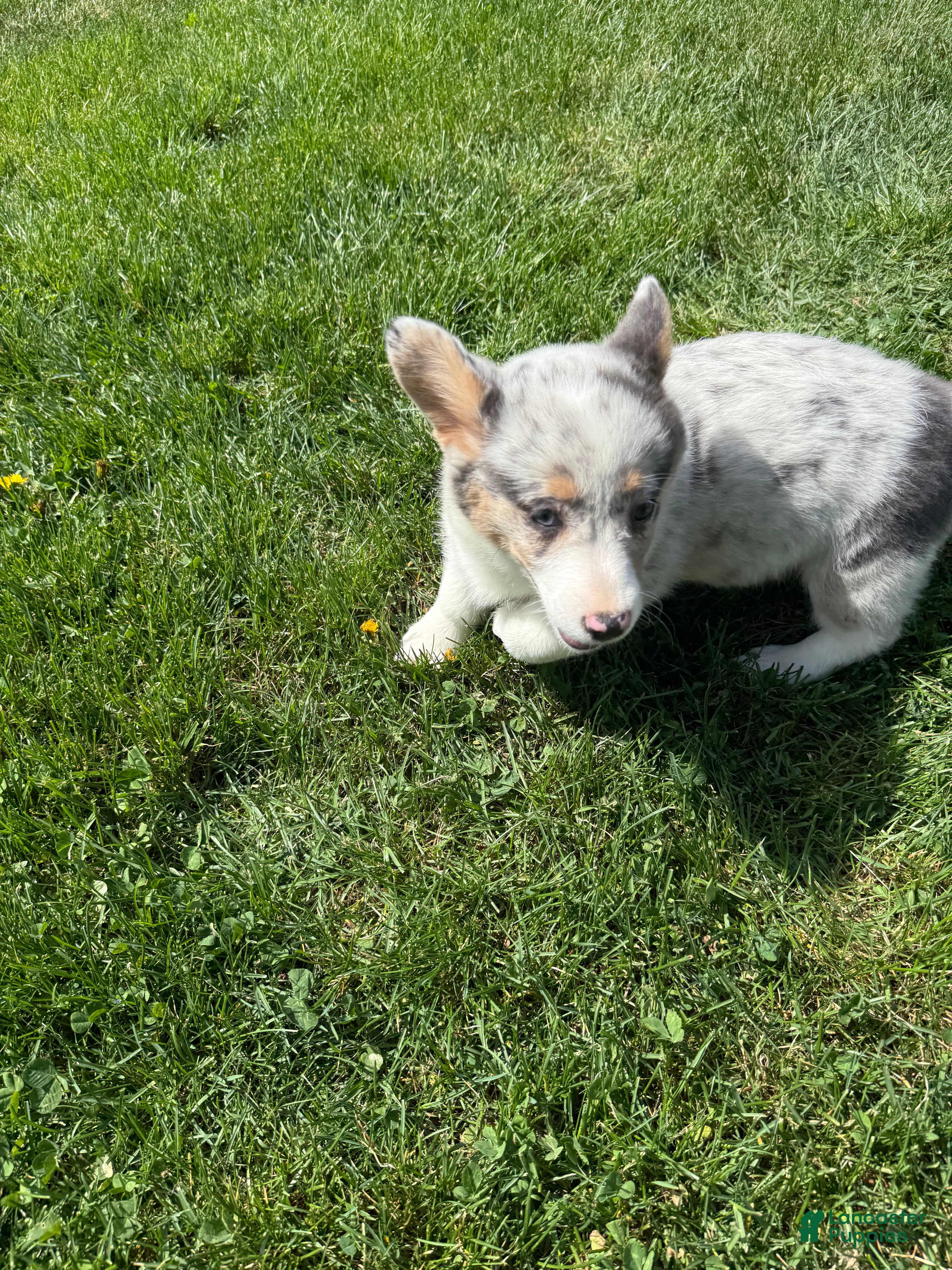 American Corgi dogs American Corgi Puppy 4 - Ad 3