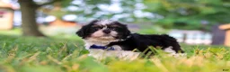 Shih Tzu dogs for sale: Ray - Ad 4