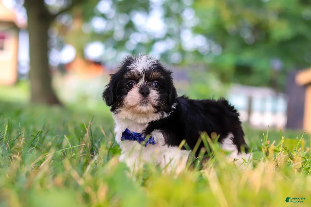 Shih Tzu dogs for sale: Ray - Ad 4