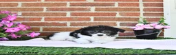 Maltipoo dogs for sale: Stella - Ad 4