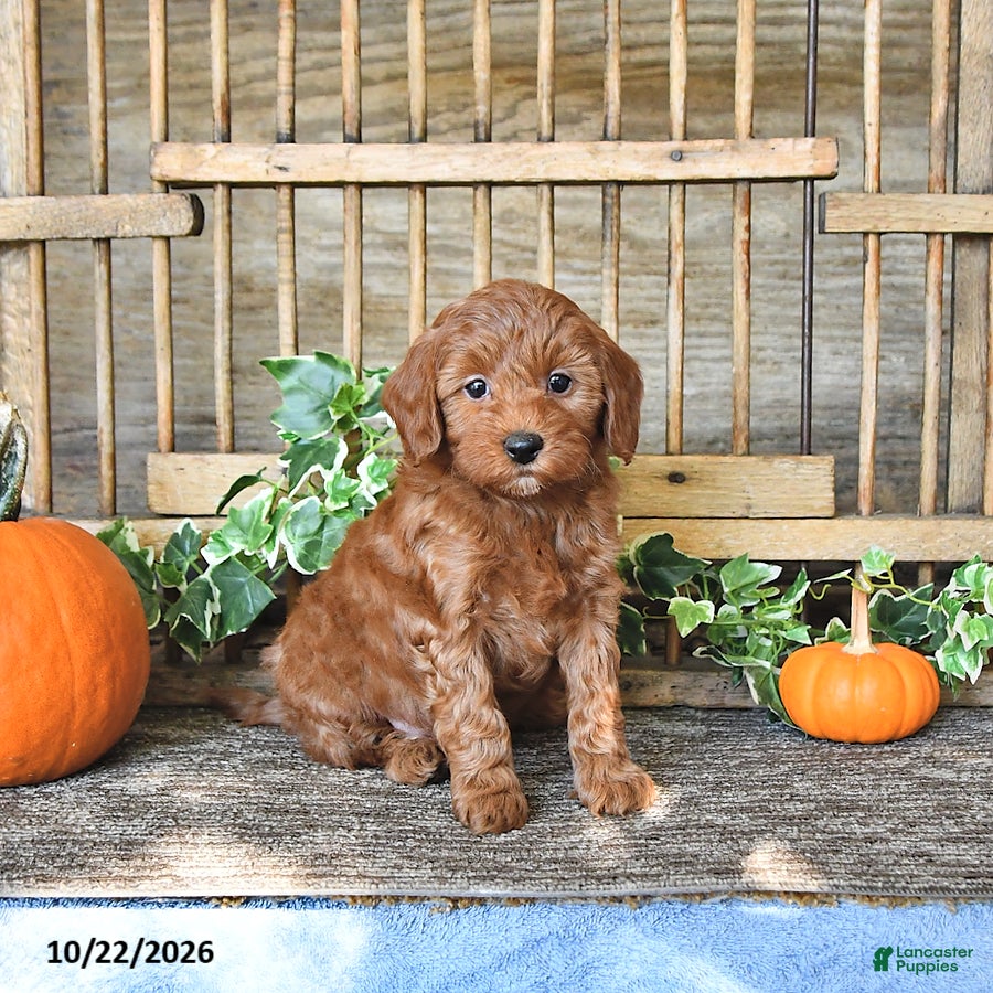 Mini Goldendoodle dogs for sale: Cindy - Ad 1