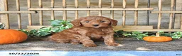 Mini Goldendoodle dogs for sale: Cindy - Ad 1