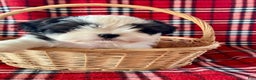Shih Tzu dogs for sale: Louie - Ad 5