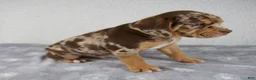 Beabull dogs for sale: Ryder - Ad 5