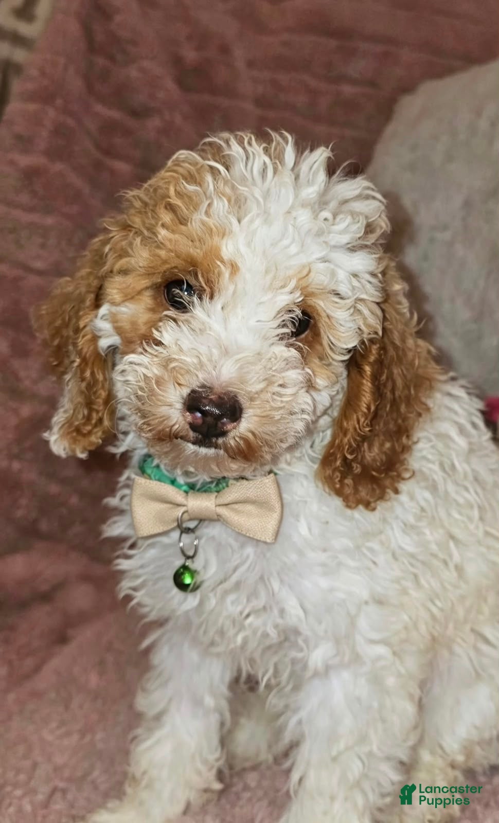 Miniature Poodle dogs for sale: Louie- Potty and crate training Parents Health Tested  - Ad 4
