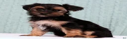 Yorkiepoo dogs for sale: Bingo - Ad 5