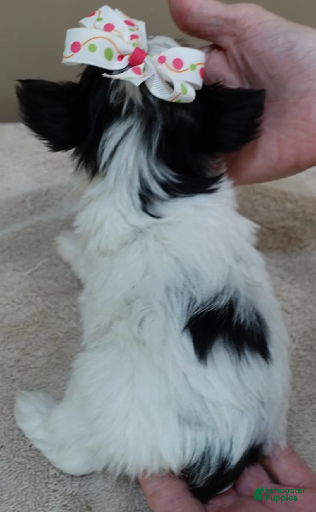 Yorkshire Terrier dogs for sale: Claire 19 ounces - Ad 14