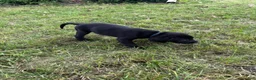 Labrador Retriever dogs for sale: Ruger (Blue) - Ad 9