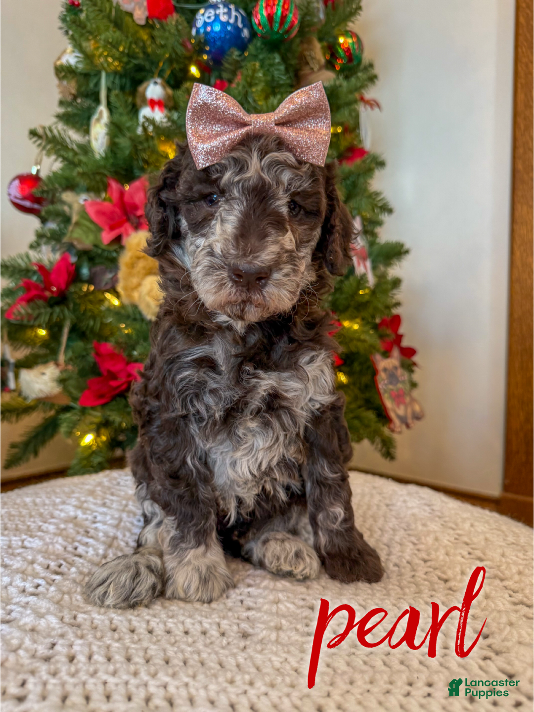 Mixed Breed dogs for sale: Pearl - Ad 4