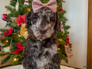 Mixed Breed dogs Pearl - Ad 7