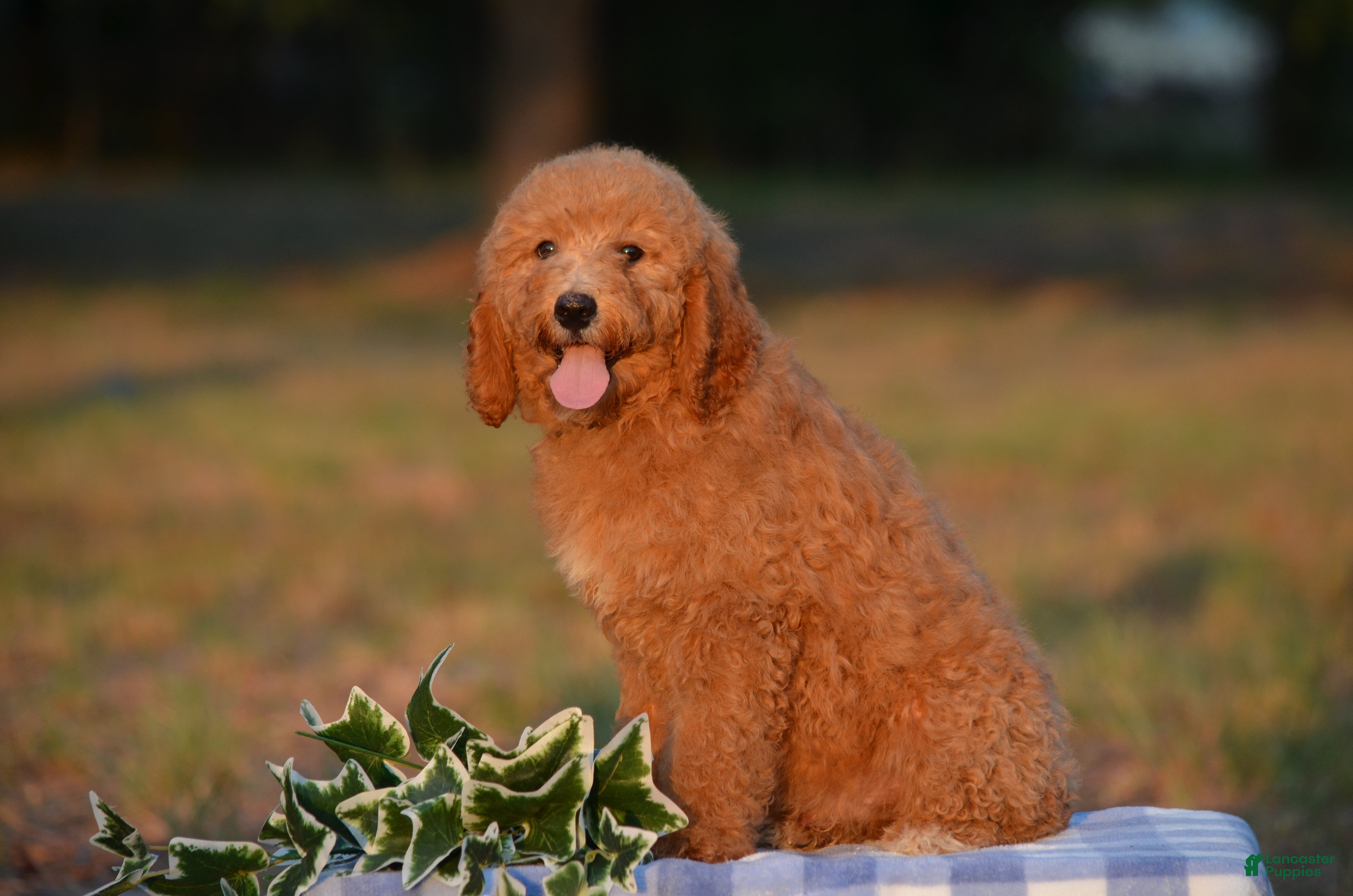 Mini Goldendoodle dogs Arto  - Ad 2