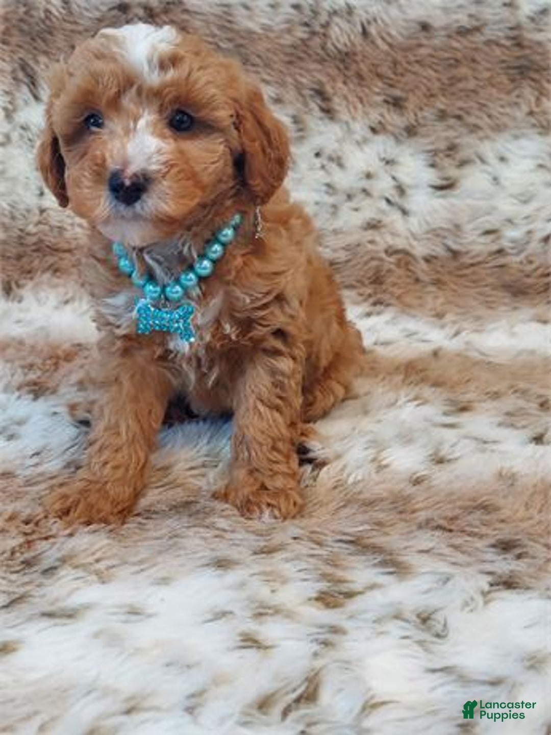 Miniature Poodle dogs for sale: Miniature Poodle Puppy 1 - Ad 2