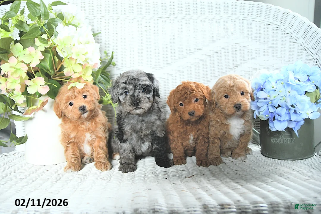 Mini Aussiedoodle dogs for sale: Macey - Ad 3
