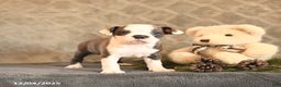Boston Terrier dogs for sale: Celesta - Ad 4