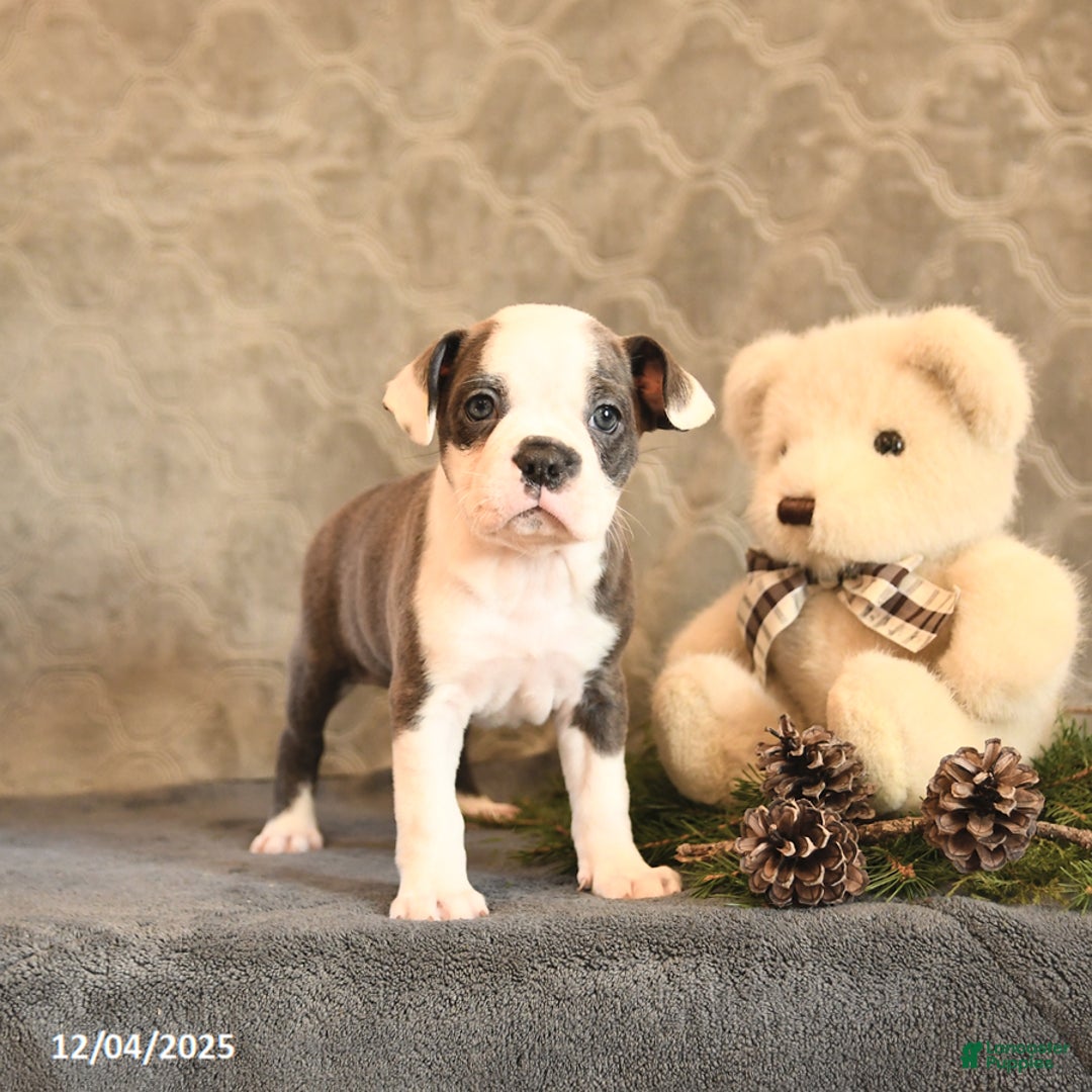 Boston Terrier dogs for sale: Celesta - Ad 4