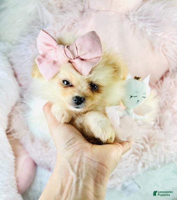 Pomeranian dogs Pomeranian 1 - Ad 2
