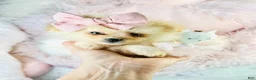 Pomeranian dogs for sale: Pomeranian 1 - Ad 2