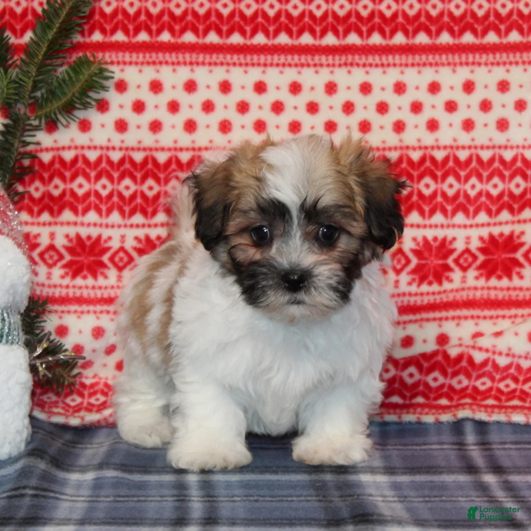 Teddy Bear dogs for sale: Forest - Ad 3