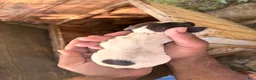 German Shorthaired Pointer dogs for sale: German Shorthaired Pointer 3 - Ad 3