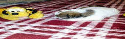 Mixed Breed dogs for sale: Little Nick  - Ad 1