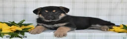 German Shepherd dogs for sale:  Nakita - Ad 4