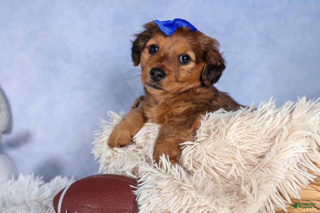 Miniature Dachshund dogs for sale: Jasper - Ad 18