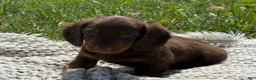 Miniature Dachshund dogs for sale: Garrett - Ad 3