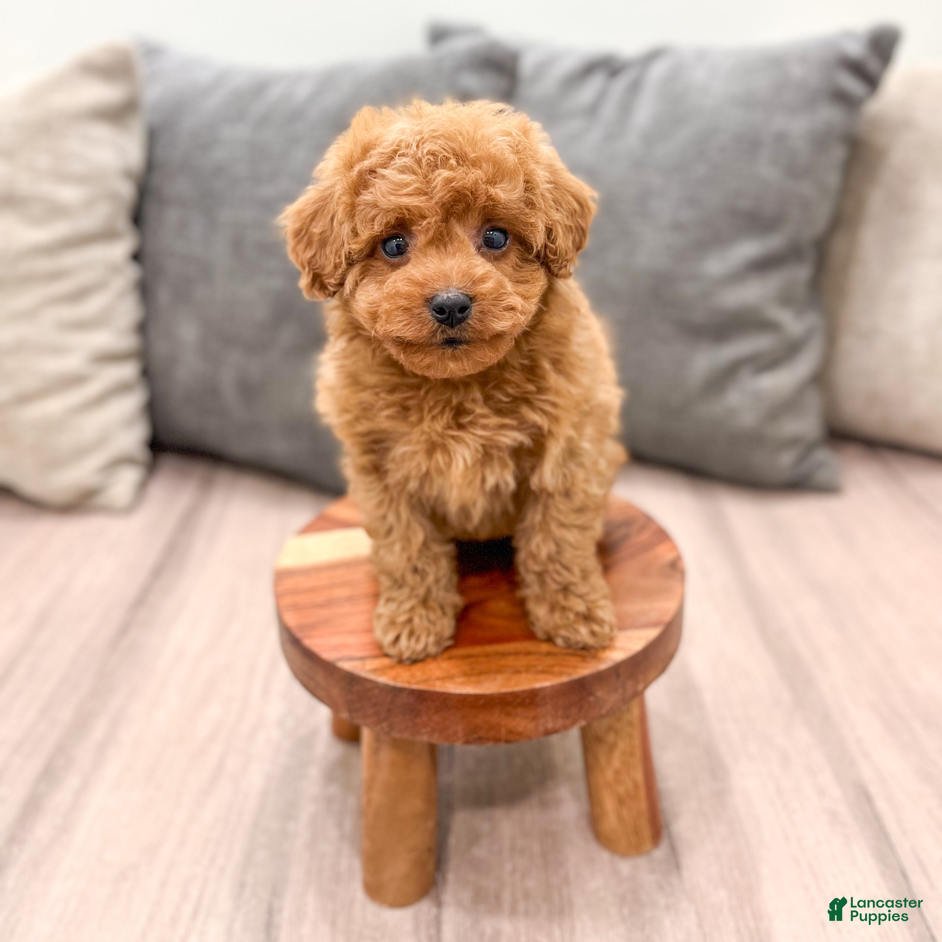 Miniature Poodle dogs Rory - Ad 2