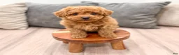 Miniature Poodle dogs for sale: Rory - Ad 2