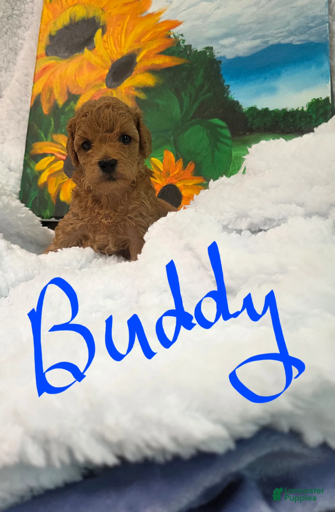Toy Poodle dogs for sale: Toy Poodle 5 - Ad 1