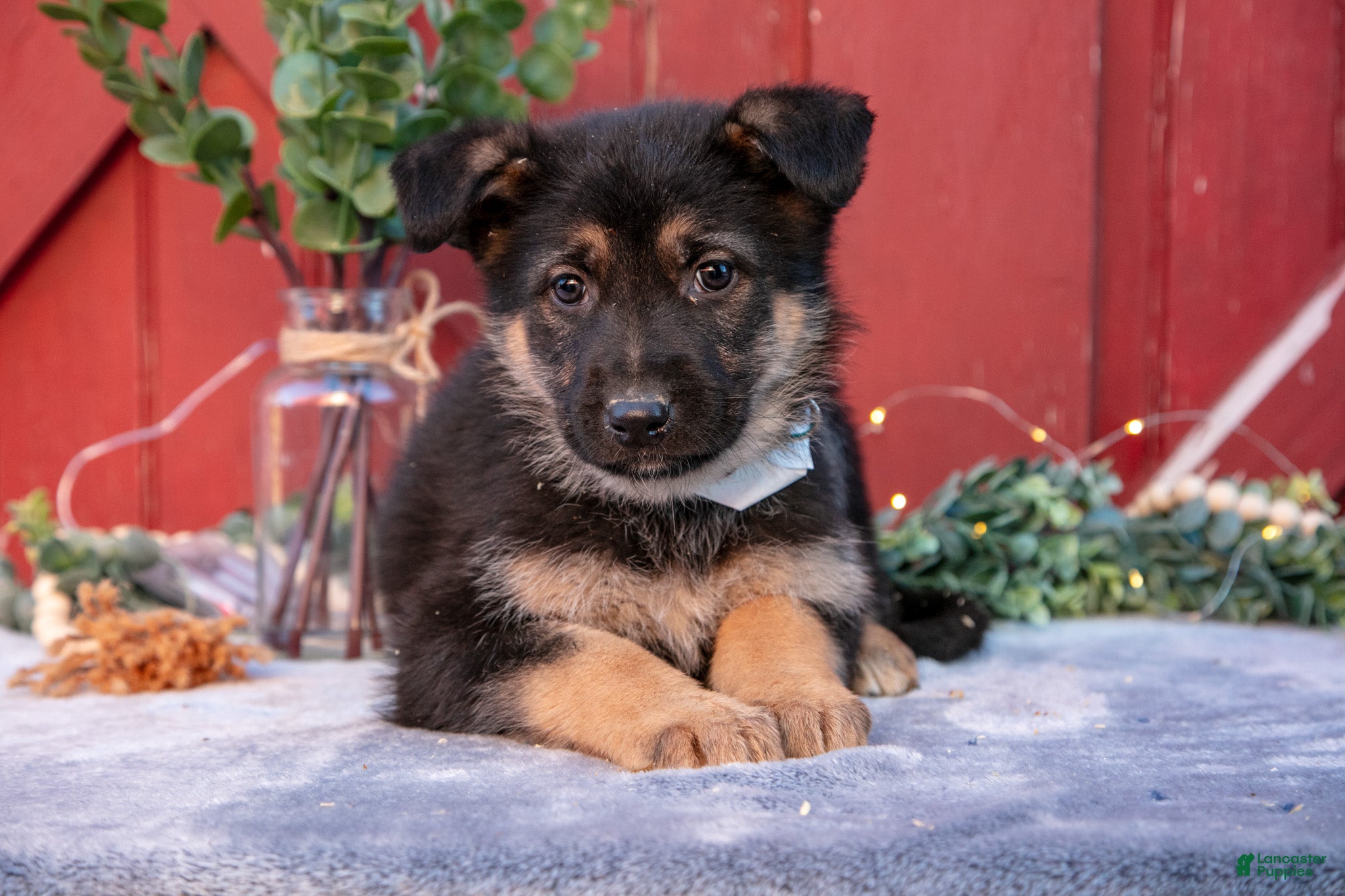 German Shepherd dogs Angus - Ad 2