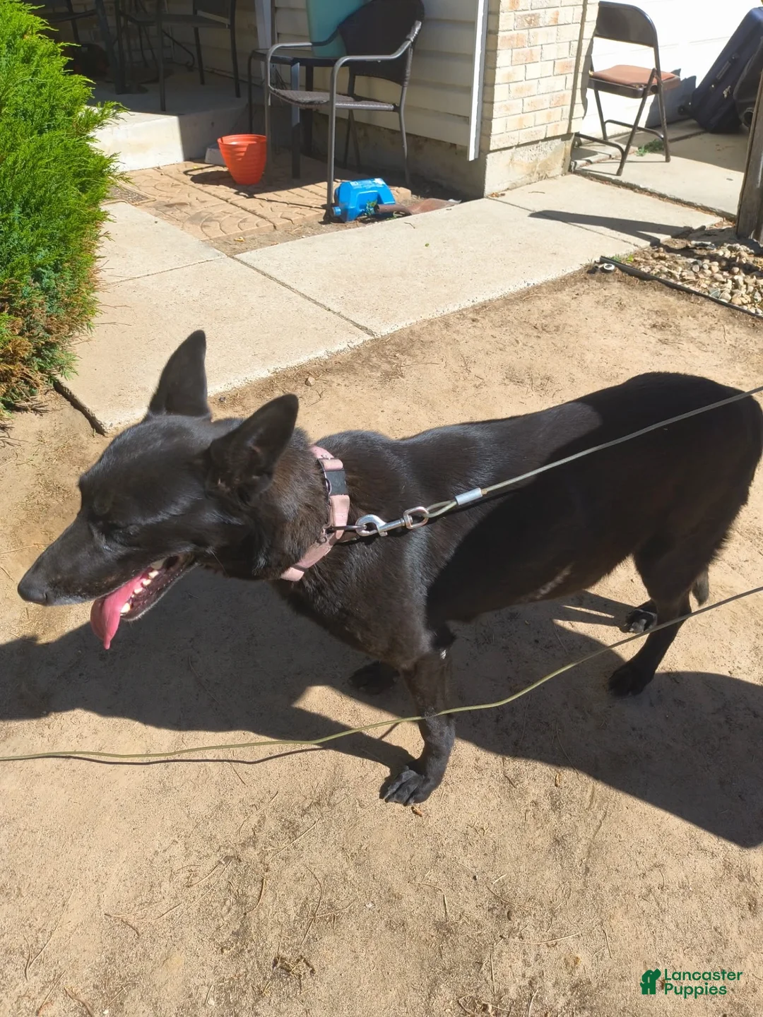 Mixed Breed dogs for sale: Girl 1 - Ad 2