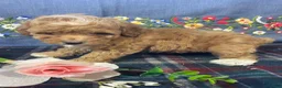 Toy Poodle dogs for sale: Bubbles - Ad 4