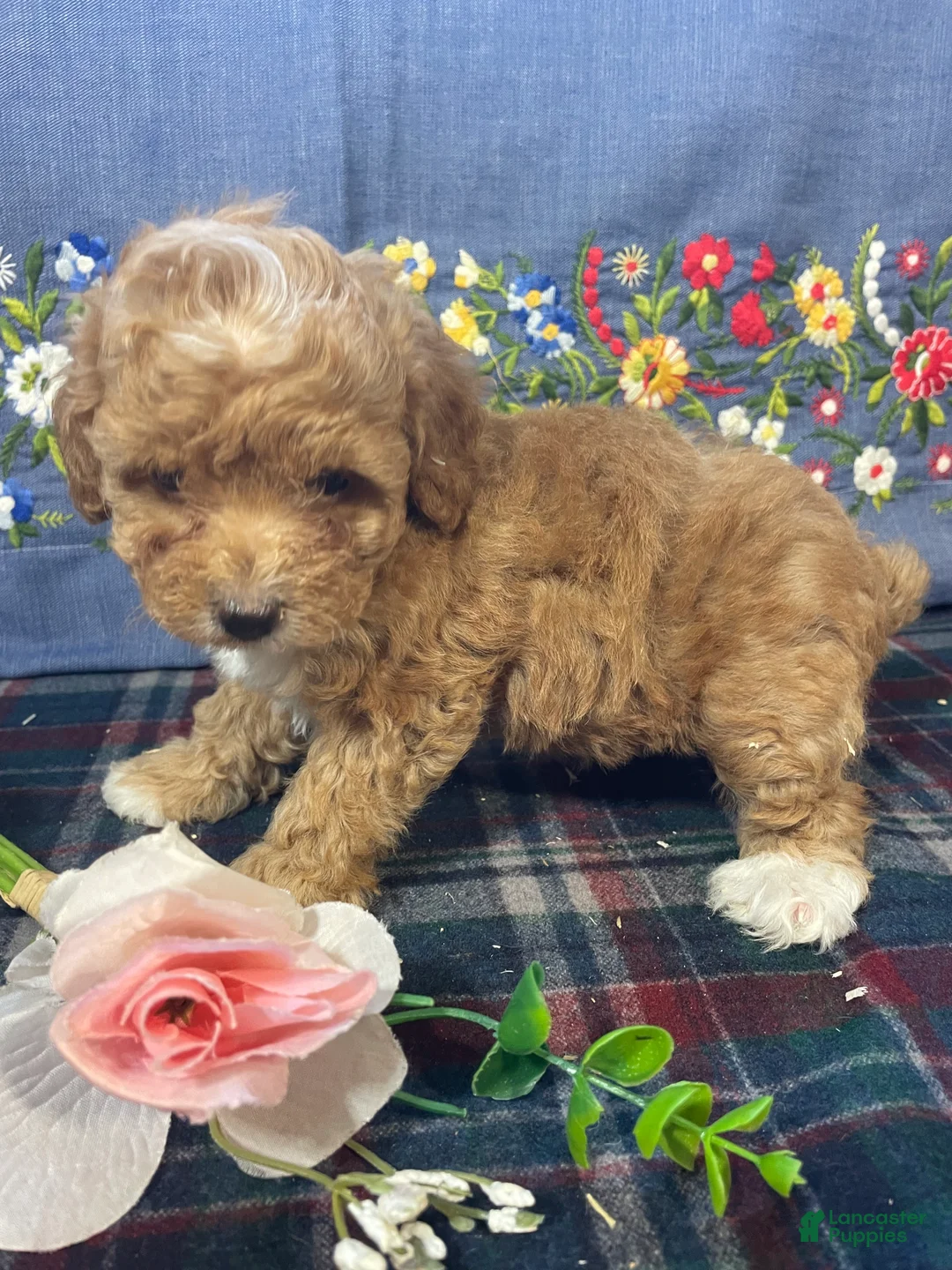 Toy Poodle dogs for sale: Bubbles - Ad 4