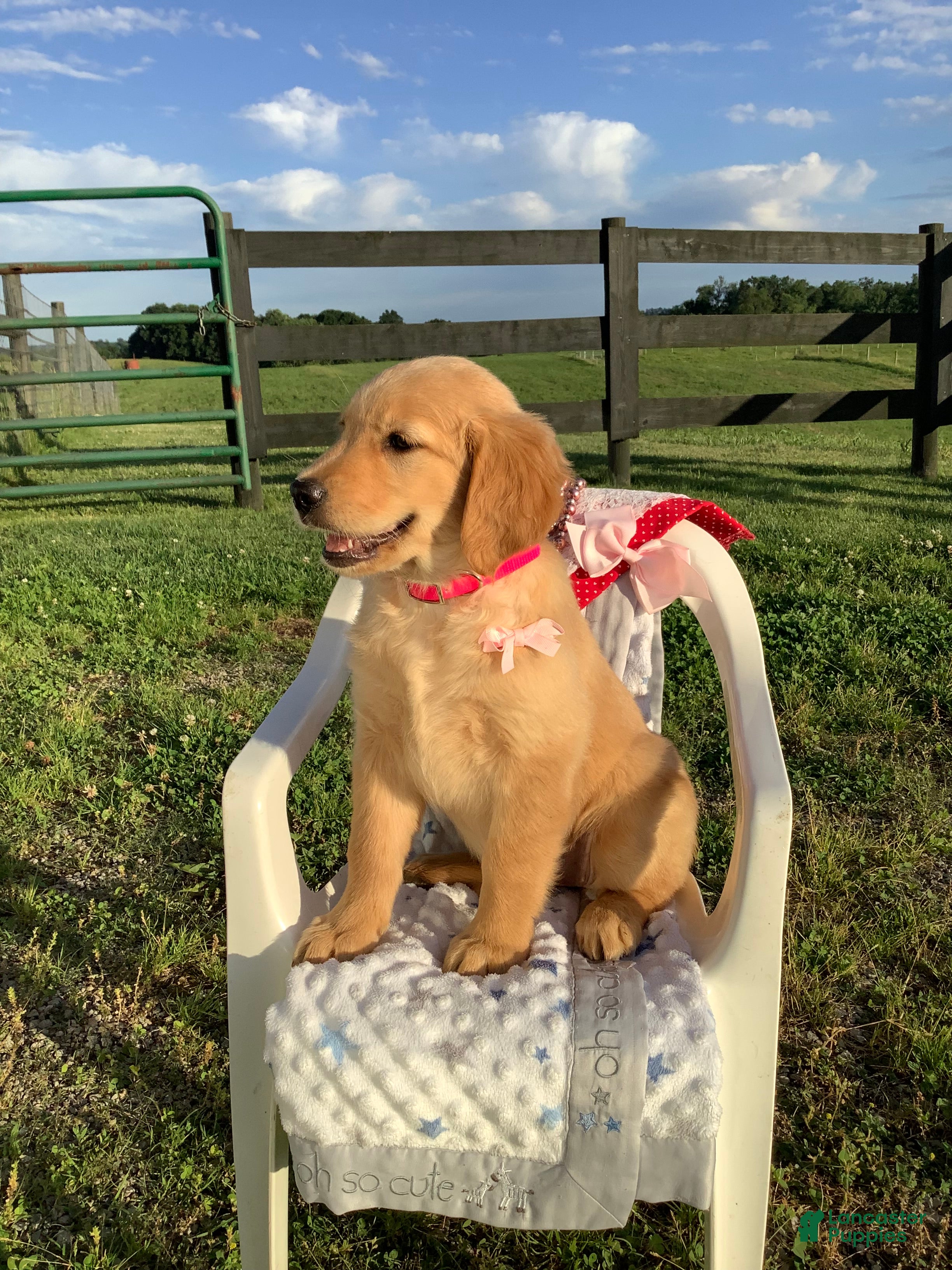 Golden Retriever dogs Golden Retriever Connie - Ad 2