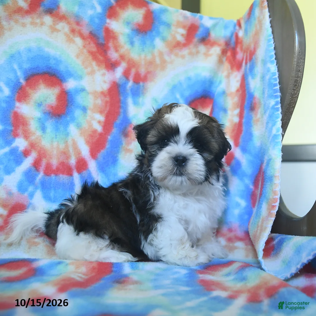 Shih Tzu dogs for sale: Cleo - Ad 2